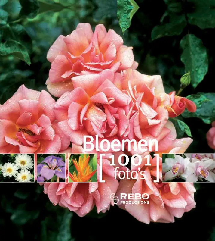 Bloemen 1001 foto's